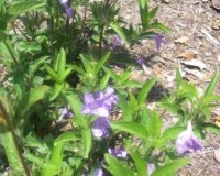 ruellia caroliniensis.jpg